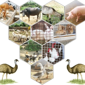 1746794199_Animal Husbandry.webp